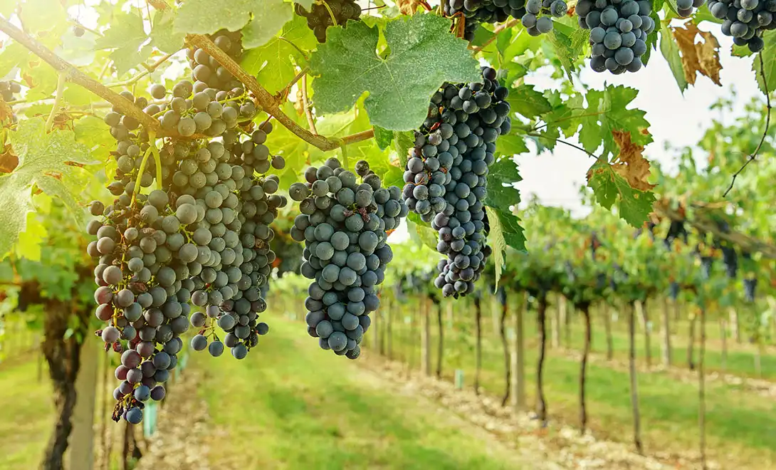 Best Amino Acid Fertilizer for Grapes and Vineyards: LYS AAPS Guide